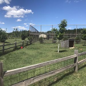 “Asia” - Reeve’s Muntjac Exhibit