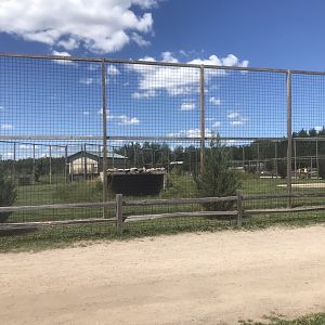 “Asia” - White “Bengal” Tiger Exhibit