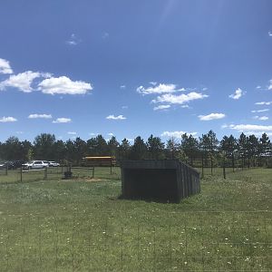 “South America” - Lowland Anoa Exhibit