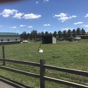 “South America” - Addax Exhibit