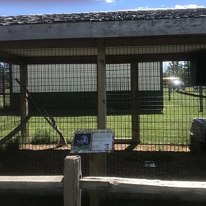 “South America” - African Civet Exhibit