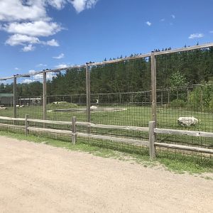 “North America” - Syrian(?) Brown Bear Exhibit