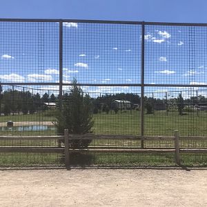 “Asia” - White “Bengal” Tiger Exhibit