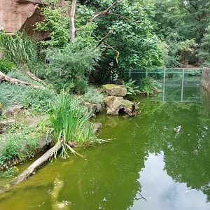 Fishing cat enclosure with view towards lions