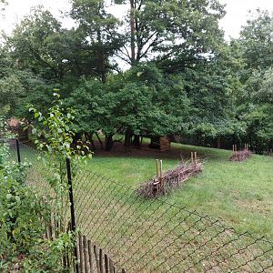 Yellow-backed duiker paddock