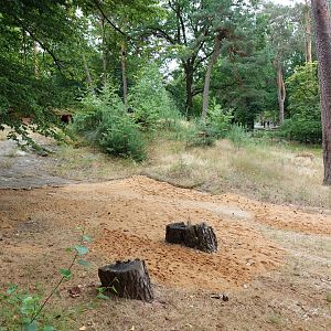 Goitered gazelle enclosure