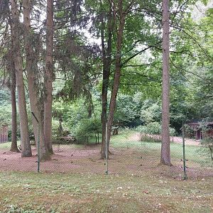 Siberian musk deer enclosure