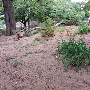 Meerkat and yellow mongoose exhibit