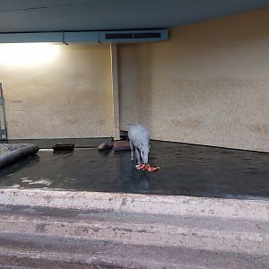 Babirusa indoor enclosure