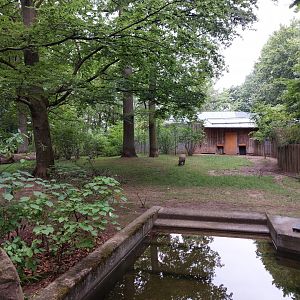 Babirusa outdoor enclosure 1