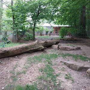 Babirusa outdoor enclosure 2