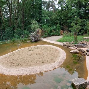 Futurr water buffalo exhibig