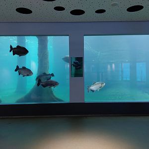 Manatee underwater viewing