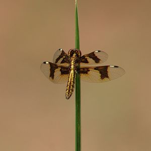 Portia widow - Palpopleura portia