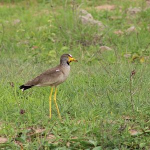 Wattled lapwing