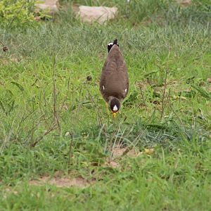 Wattled lapwing