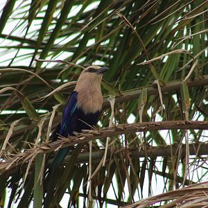 Blue-bellied roller