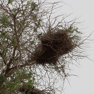 Nests White-billed buffalo-weaver