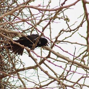 White-billed buffalo-weaver
