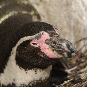 Humboldt penguin (Spheniscus humboldti), 2009-04-19