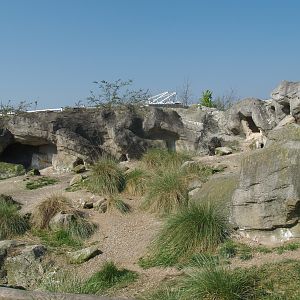 Playa Penguinos with Humboldt penguins and Steamer ducks - Beach, dunes and rocks section, 2009-04-19