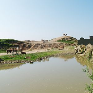 Guanaco paddock, 2009-04-19