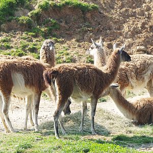 Guanacos (Lama guanicoe), 2009-04-19
