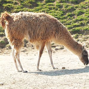 Guanaco (Lama guanicoe), 2009-04-19