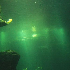 Green sea turtle and fish tank, 2009-04-19