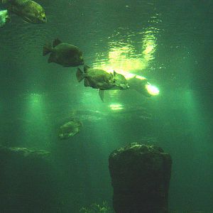 Green sea turtle and fish tank, 2009-04-19