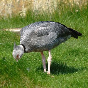 Southern screamer (Chauna torquata), 2009-04-19