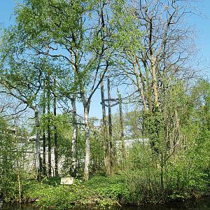 Lar gibbon island, 2009-04-19