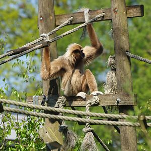 Lar gibbon (Hylobates lar), 2009-04-19