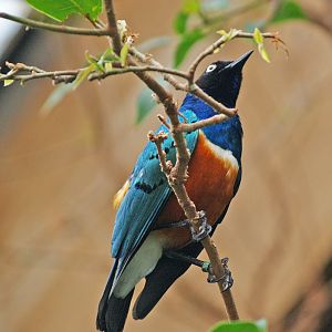 Superb starling (Lamprotornis superbus), 2009-04-19
