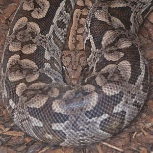Dumeril's boa (Acrantophis dumerili), 2009-04-19