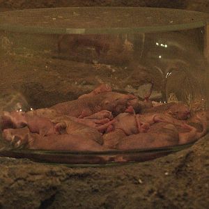 Naked mole-rats (Heterocephalus glaber), 2009-04-19