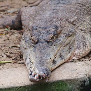 Slender-snouted crocodile (Mecistops cataphractus), 2009-04-19
