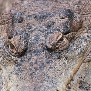 Slender-snouted crocodile (Mecistops cataphractus), 2009-04-19