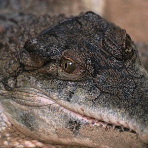 Slender-snouted crocodile (Mecistops cataphractus), 2009-04-19