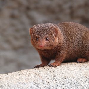 Dwarf mongoose (Helogale parvula), 2009-04-19