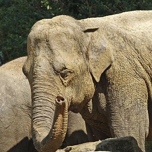 Asian elephant (Elephas maximus), 2009-04-19
