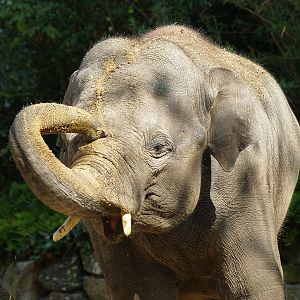 Asian elephant (Elephas maximus), 2009-04-19