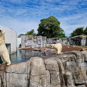 Polar Bears, Arctic Ring