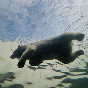 Polar Bear underwater viewing tunnel