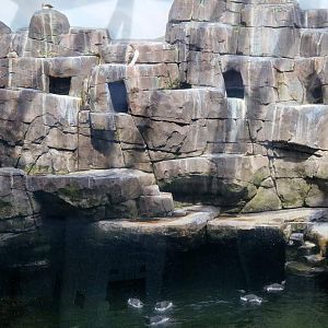 Common Murre/Atlantic Puffin/Razorbill, Arctic Ring