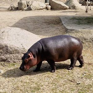 Baby Common Hippo, Savanna