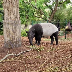 Malayan Tapir