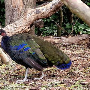 Congo Peafowl