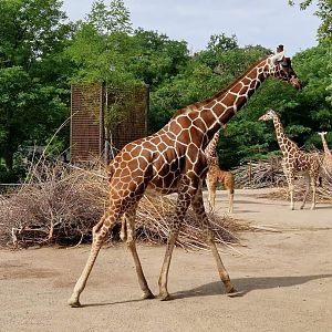 Reticulated Giraffe