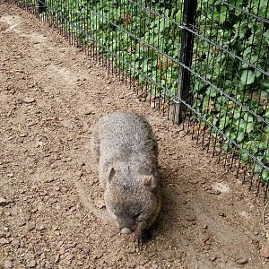 Tasmanian Wombat